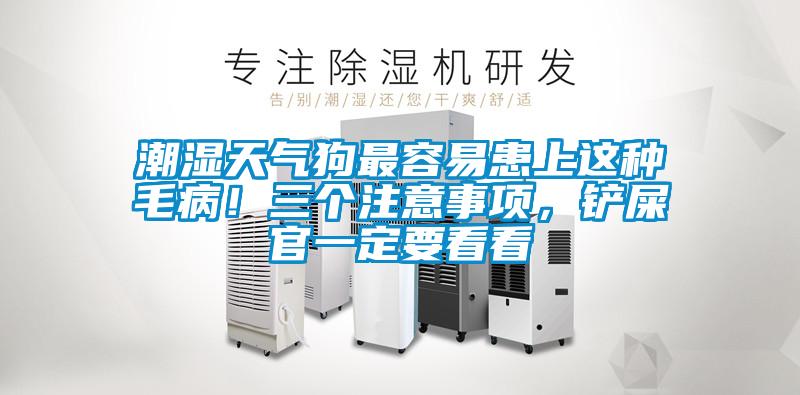 潮濕天氣狗最容易患上這種毛??！三個注意事項，鏟屎官一定要看看