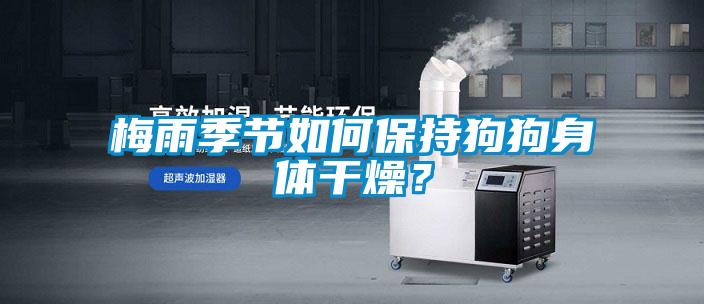 梅雨季節如何保持狗狗身體干燥？